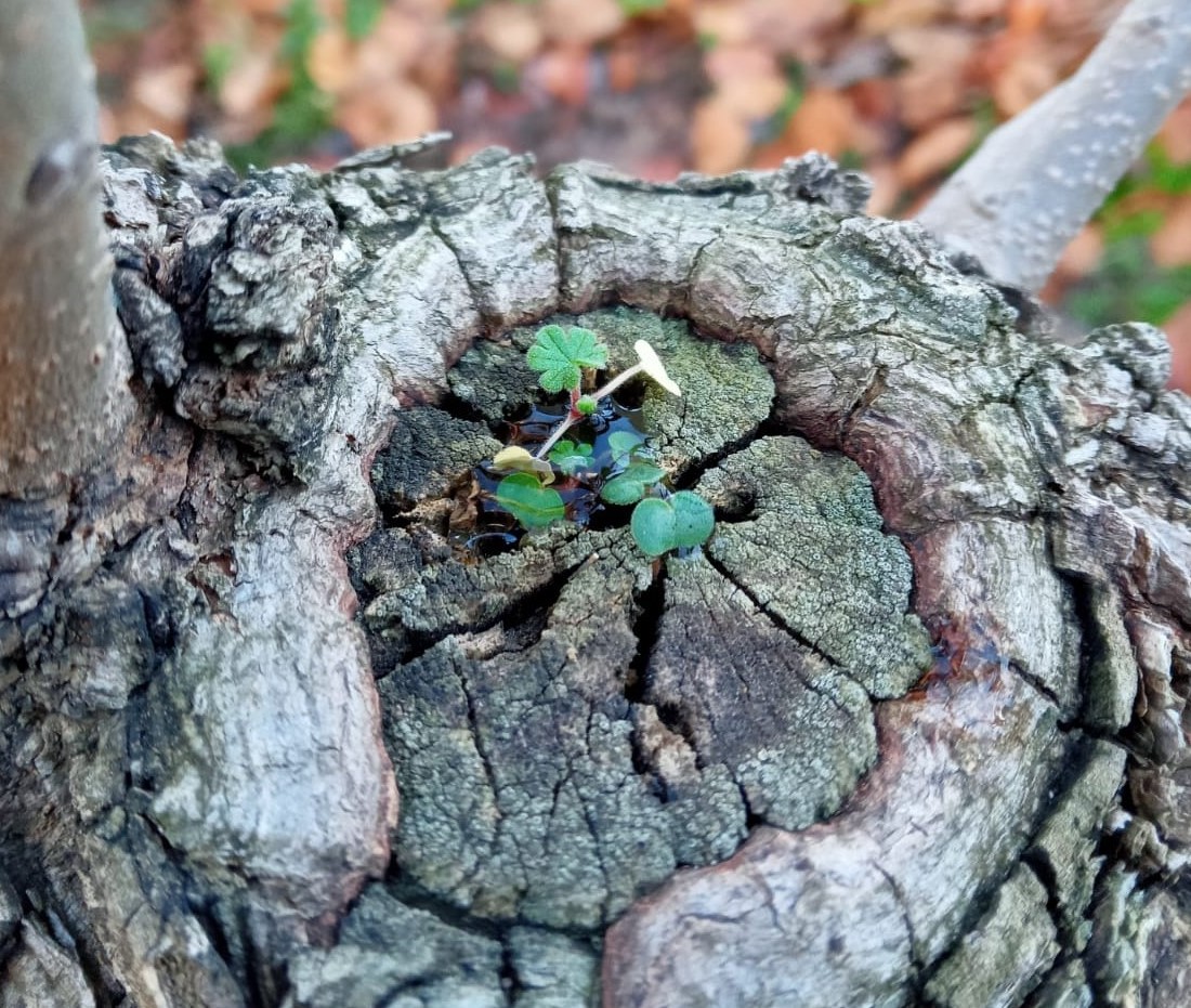 Foto açılır iken sorun oldu